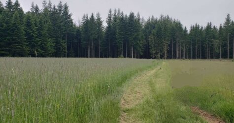Paysans contre forestiers : le conflit de la forêt au XIXème siècle en Haute-Loire – Café rencontre