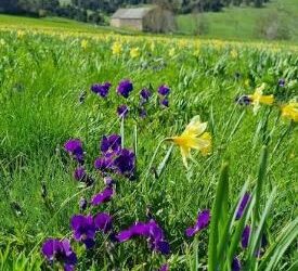 Les fleurs et les plantes du plateau  – Café rencontre